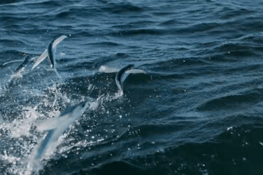 "Bay" lên trời trốn cá nục, cá chuồn lại thành mồi ngon của chim cốc biển