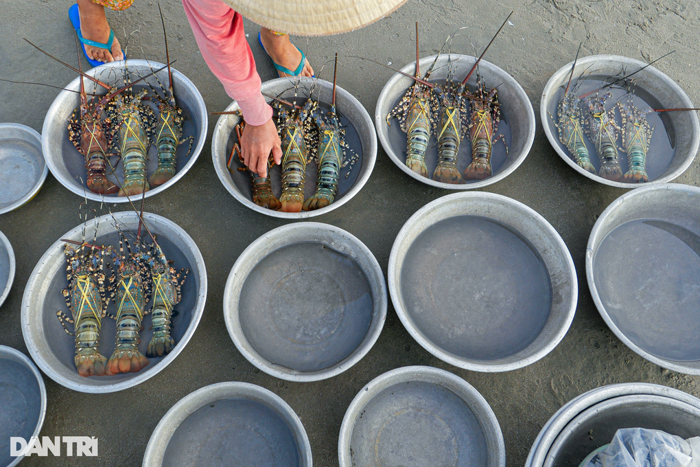 China buys Vietnamese shrimp heavily - 1 Trung Quốc gom mua mạnh tôm Việt - 1