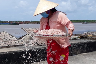 Dịch tạm lắng, dân xứ biển Bạc Liêu trở lại với nghề… "trời nắng mới ngon"