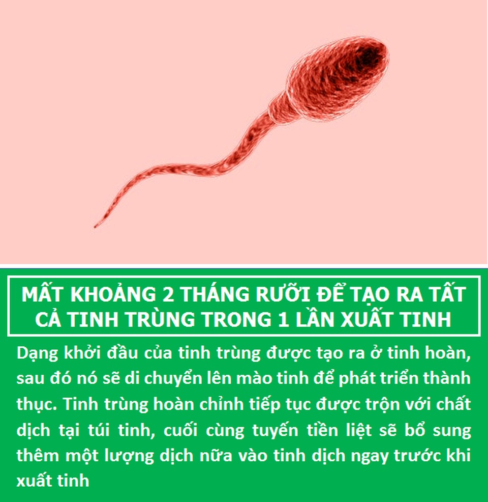 Bất ngờ với những sự thật ít biết về “đội quân” tí hon của các chàng - 4 Bất ngờ với những sự thật ít biết về “đội quân” tí hon của các chàng - 4