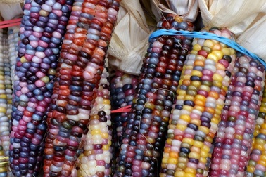 Thu hoạch ngô bảy sắc cầu vồng