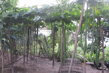 Chiêm ngưỡng giàn mướp cho quả dài... 2m