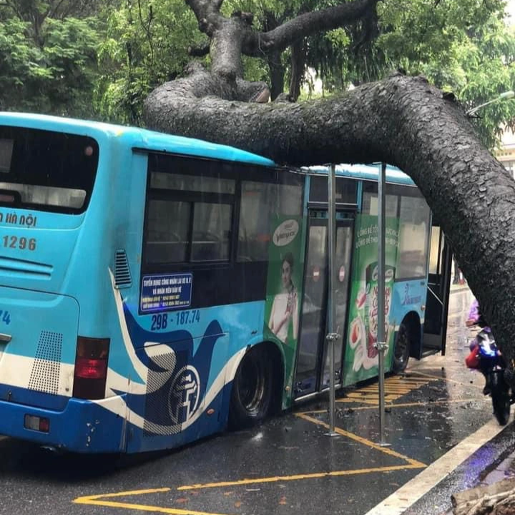 Cây xà cừ cổ thụ bật gốc, đổ đè trúng xe buýt đang đi trên phố Hà Nội - 1 Cây xà cừ cổ thụ bật gốc, đổ đè trúng xe buýt đang đi trên phố Hà Nội - 1