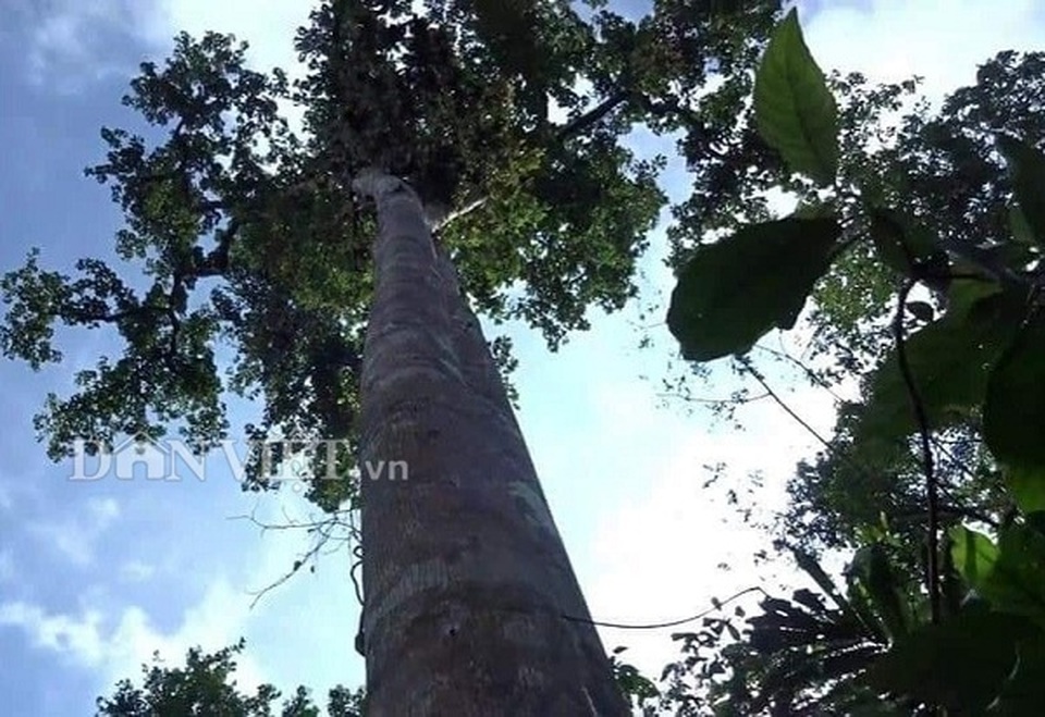 Tay săn đặc sản nhộng ong rừng cừ khôi: Nghề nguy hiểm hái ra tiền - 2 Tay săn đặc sản nhộng ong rừng cừ khôi: Nghề nguy hiểm hái ra tiền - 2