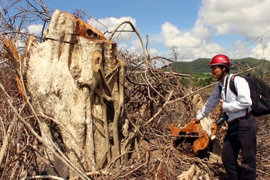 Mượn dự án rừng Flitch để chặt phá rừng tự nhiên