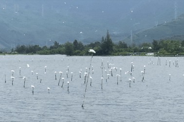 Cò bay lượn, đậu trắng đầm nước bên vịnh Lăng Cô