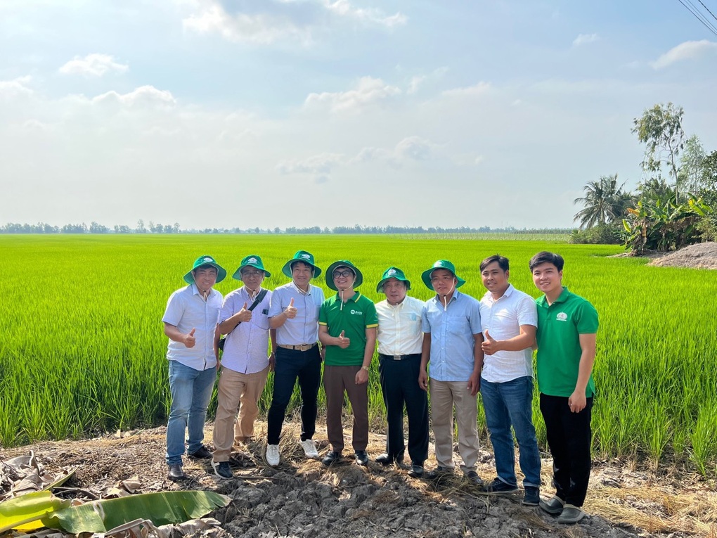 Gạo sạch từ những cánh đồng xanh - 3 Gạo sạch từ những cánh đồng xanh - 3