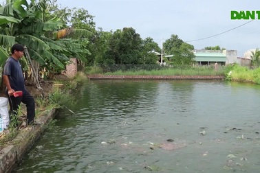 Mùa cá thác lác bộ thu trên vùng đất cằn