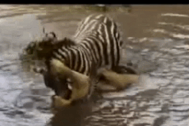 Cận cảnh ngựa vằn dìm sư tử sặc nước để thoát thân