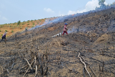 90 cán bộ, nhân viên bị kiểm điểm vì để suy giảm hơn 27.000ha rừng