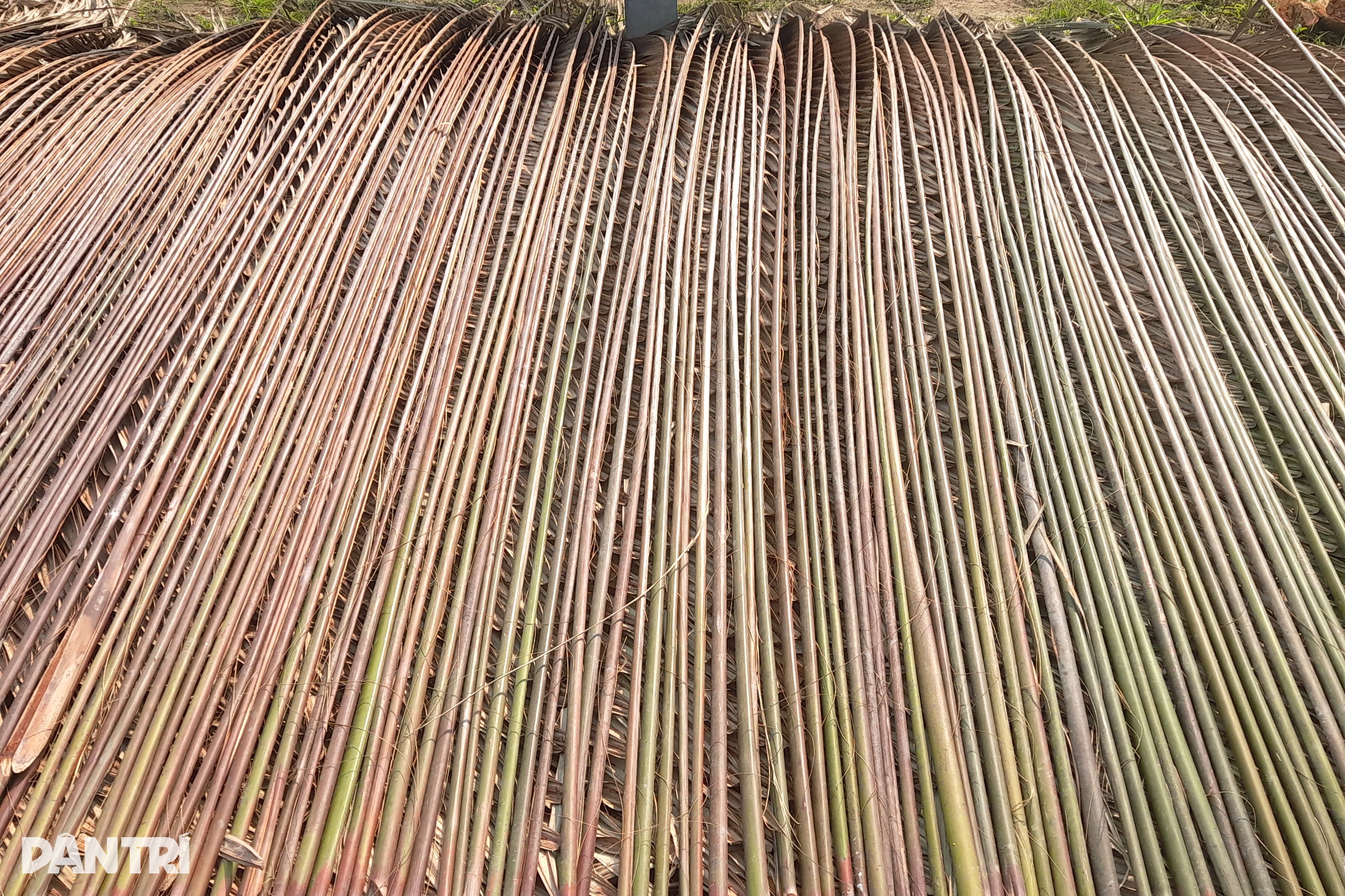 Os últimos habitantes que mantêm viva a vida em sua terra natal com folhas de coqueiro - 2 Những người cuối cùng giữ hơi thở quê hương bằng lá dừa nước - 2