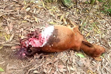 Bê nhốt trong chuồng bị kẻ gian cắt 2 đùi sau