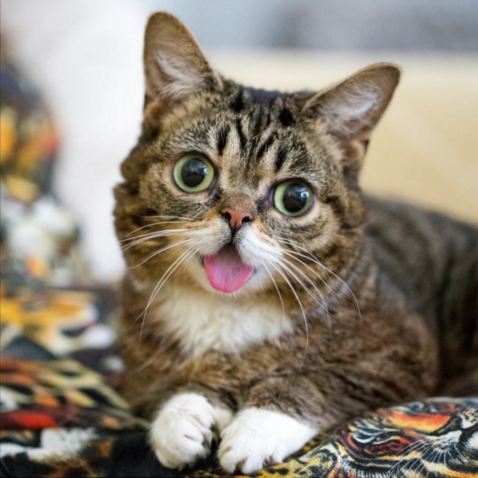Lil Bub anh The washingtonpost