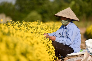 Cúc "tiến vua" vàng rực cánh đồng ở Hưng Yên