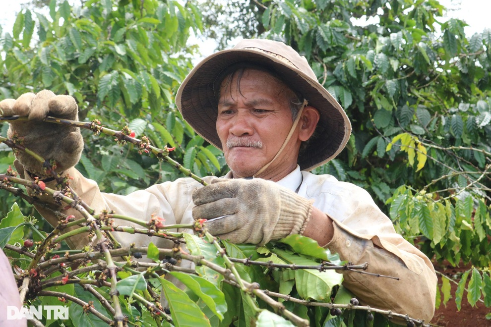 Nhà vườn Gia Lai chạy đua tuyển nhân công hái cà phê - 3 Nhà vườn Gia Lai chạy đua tuyển nhân công hái cà phê - 3
