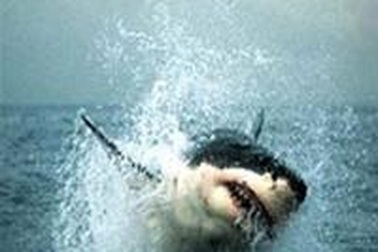 Florida - Mỹ: Một tuần cá mập tấn công 3 người 