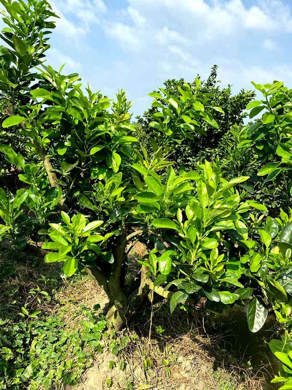 Đại gia chơi lạ, bỏ chục triệu mua gốc bưởi toàn lá trưng Tết - 1 Đại gia chơi lạ, bỏ chục triệu mua gốc bưởi toàn lá trưng Tết - 1
