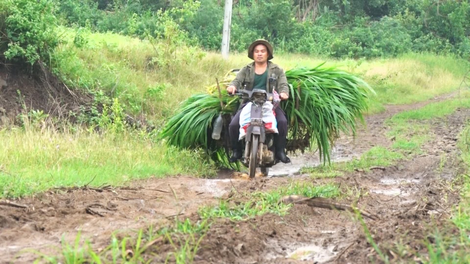 Phú Yên: Hàng ngàn hộ dân ngày đêm mơ có con đường dân sinh - 2 Phú Yên: Hàng ngàn hộ dân ngày đêm mơ có con đường dân sinh - 2