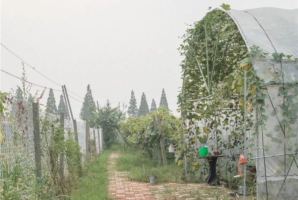 Cô gái dành hết tiền tiết kiệm về quê làm nhà vườn đẹp như cổ tích - 9 Cô gái dành hết tiền tiết kiệm về quê làm nhà vườn đẹp như cổ tích - 9