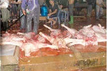 Vô tư đóng dấu kiểm dịch ở lò mổ