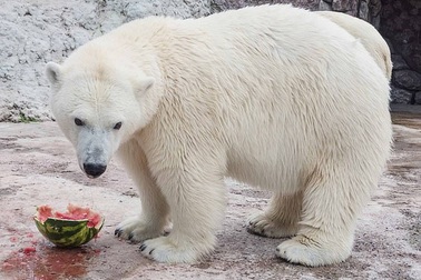 Bị từ chối giao phối, gấu đực nổi điên giết chết bạn tình