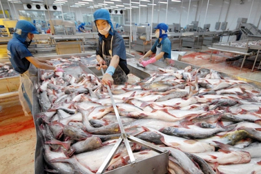 Doanh thu xuất khẩu sang Mỹ của "nữ hoàng cá tra" Vĩnh Hoàn giảm mạnh