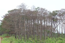 "Bức tử" rừng thông để lấy đất mặt đường chờ ngày lập huyện mới?