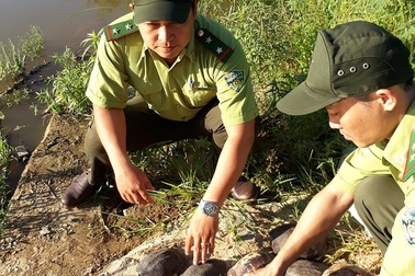 Tái thả hơn 20 cá thể rùa và khỉ mặt đỏ về môi trường tự nhiên