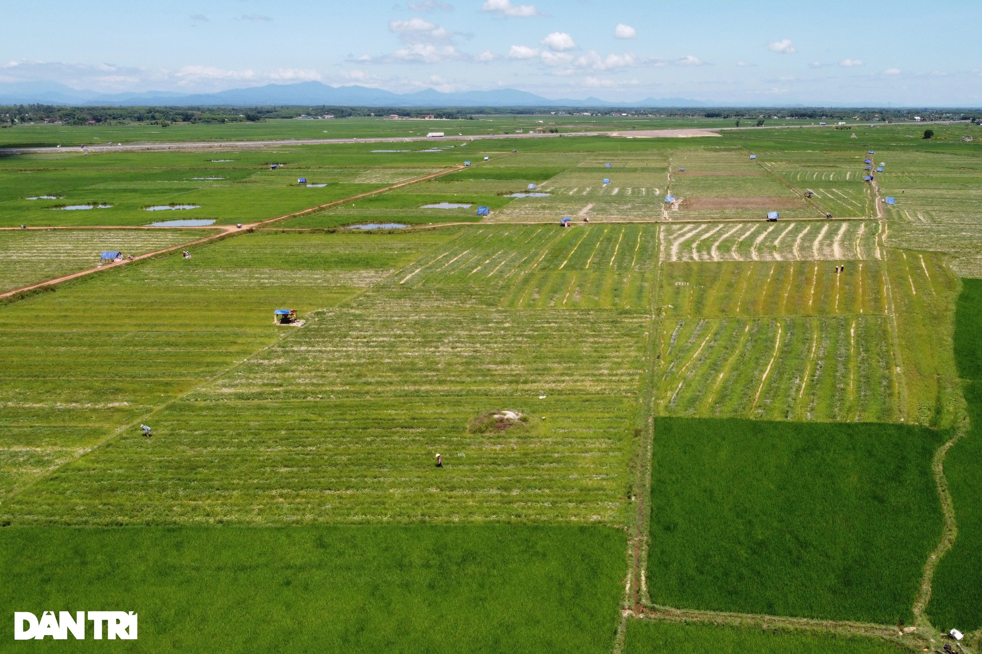 Thu nhập cao hơn cây lúa nhờ trồng dưa trái vụ - 1 Thu nhập cao hơn cây lúa nhờ trồng dưa trái vụ - 1