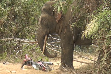 Cận cảnh voi ngà lệch phá hoại tài sản người dân