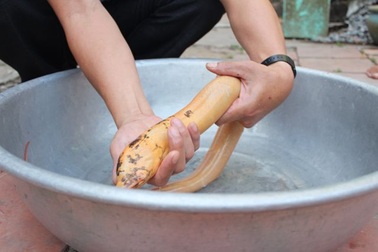 Bắt được con lươn có màu vàng óng, chấm đen hiếm thấy