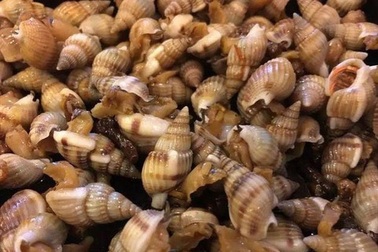 Khánh Hòa: 2 thanh niên bị ngộ độc ốc “lạ” đã được xuất viện