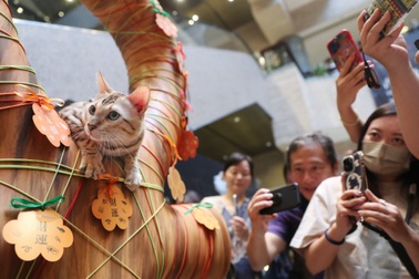 Triển lãm mèo đầu tiên được tổ chức tại Bảo tàng Thượng Hải