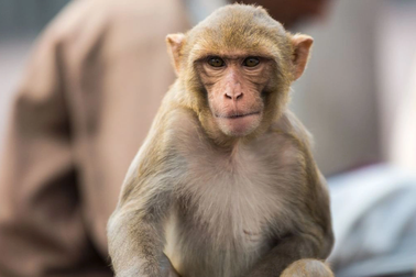 Đậu mùa khỉ là tình trạng khẩn cấp toàn cầu: 4 vấn đề quan trọng cần biết