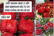 Dâu tây Mộc Châu được mùa, rẻ như chưa từng có, xôn xao khắp chợ mạng