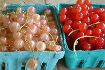 Nho chuỗi ngọc 2 triệu/kg: Nhà giàu Hà thành lên cơn sốt