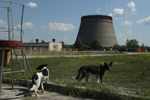 Tại sao những con chó bị bỏ lại ở Chernobyl vẫn phát triển đến ngày nay?