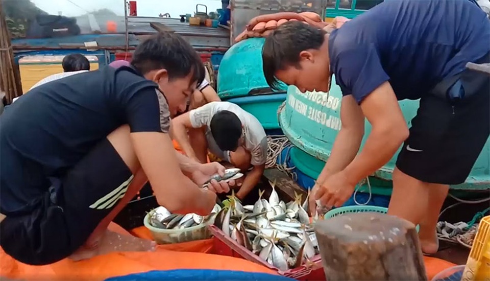Ngư dân phấn chấn vì liên tục trúng đậm vụ cá, mực - 2 Ngư dân phấn chấn vì liên tục trúng đậm vụ cá, mực - 2