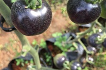 Cà chua đen giá đắt đỏ vẫn hút khách