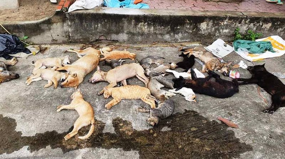 1 đêm đánh bả, 2 anh em ruột trộm gần chục con chó, mèo - 2