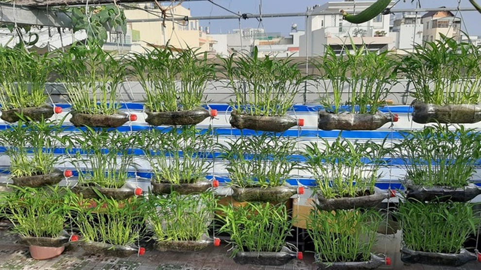 Người dân TPHCM chia nhau quả trứng, mớ rau thu hoạch từ vườn sân thượng - 3