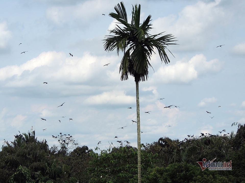 Kỳ lạ, vườn cây bỏ hoang của lão nông miền Tây có hàng nghìn con cò quý hiếm - 6