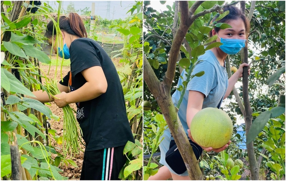 Ông bố 3 con mê làm vườn, thích sưu tầm sản vật quý ở vùng cao về Thủ đô - 8 Ông bố 3 con mê làm vườn, thích sưu tầm sản vật quý ở vùng cao về Thủ đô - 8