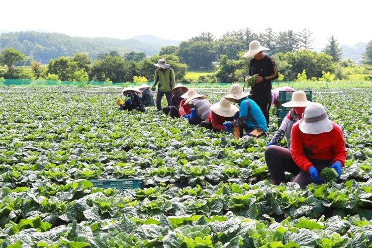 Trả công 3,6 triệu đồng/ngày, nông trại Hàn Quốc vẫn thiếu người làm - 1 Trả công 3,6 triệu đồng/ngày, nông trại Hàn Quốc vẫn thiếu người làm - 1