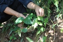 “Ma ngón” và những cái chết đau lòng giữa núi rừng