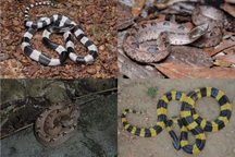 Những loài rắn độc có đặc điểm dễ nhận dạng tại Việt Nam (Phần 2)