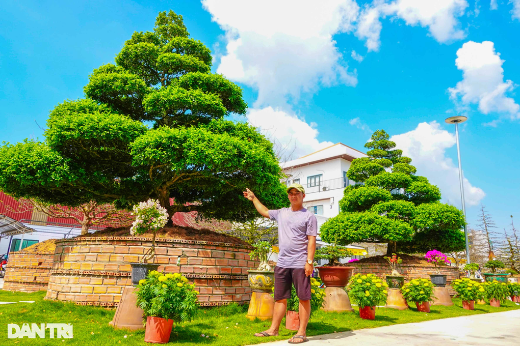 Ngắm Hàng Nguyệt Quế 