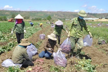 Thu hồi thư kêu gọi mua khoai lang, kiểm điểm phó chủ tịch thị trấn