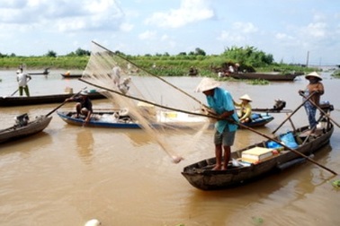Vỡ đê bao, hàng chục tấn cá nuôi thoát ra sông