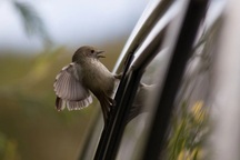 Vì sao loài chim hay lao đầu vào cửa kính?